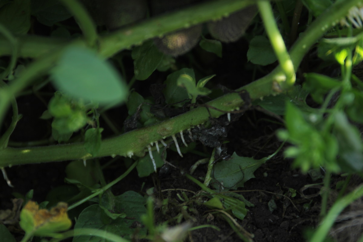 Adventitious roots from a tomato stem