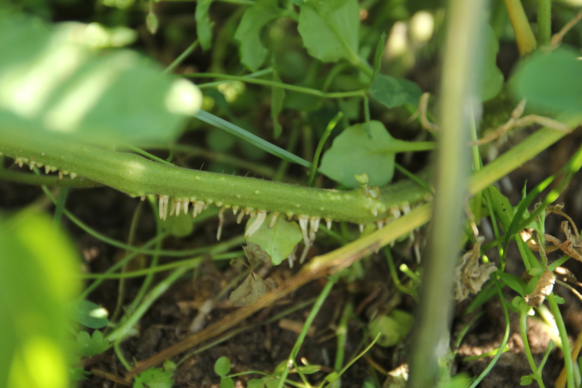 Adventitious roots