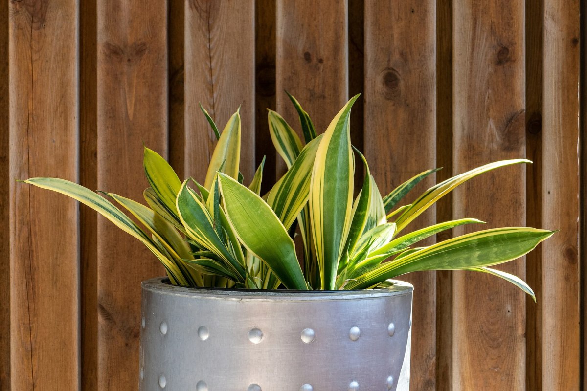 Transplanting and Propagating Snake Plants for an Incredible Floral Display