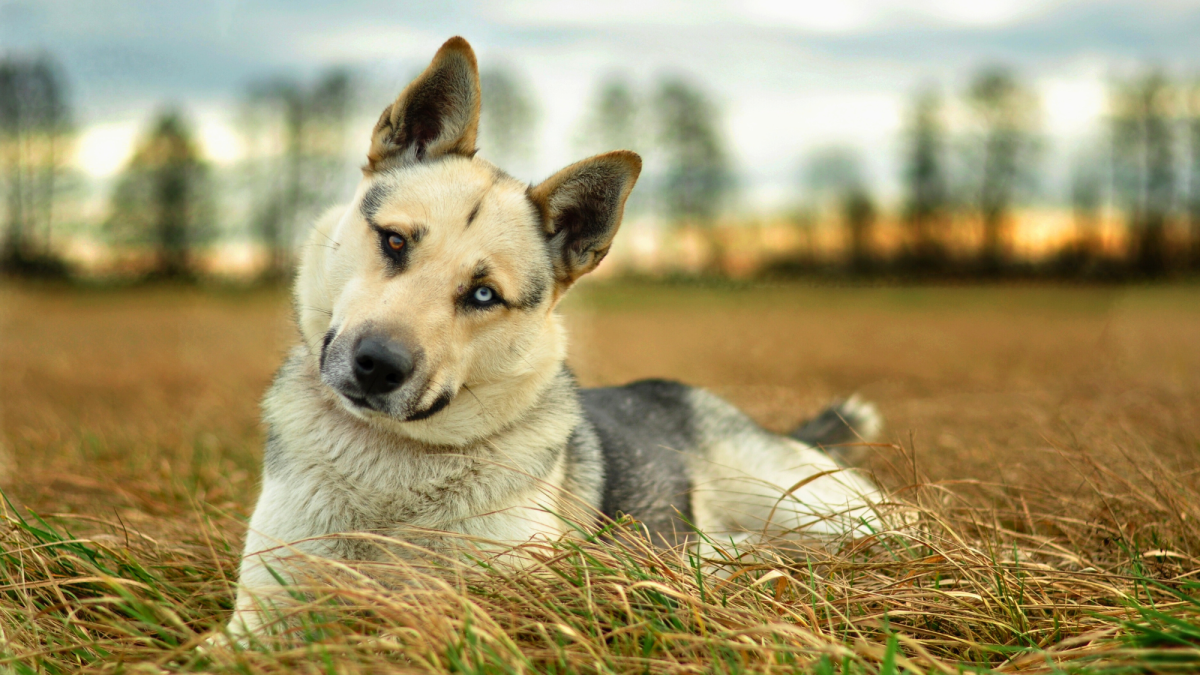 150+ Names for Dogs With Different Colored Eyes (Heterochromia)