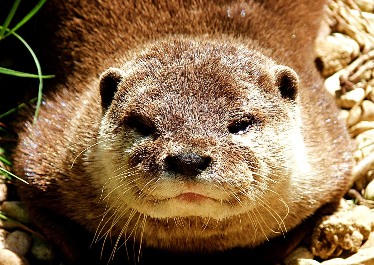 A Guide to Legally Owning and Caring for a Pet Otter PetHelpful