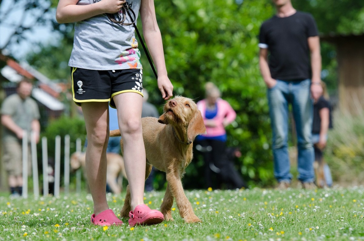 How to Train Your Dog: Tips You Really Need to Know