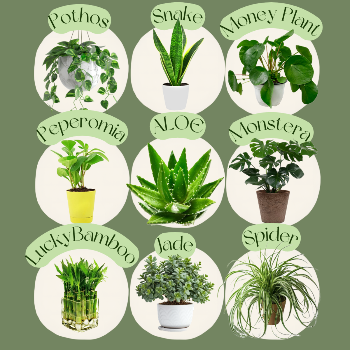 Picking Plants for Your Pad: For Beginners