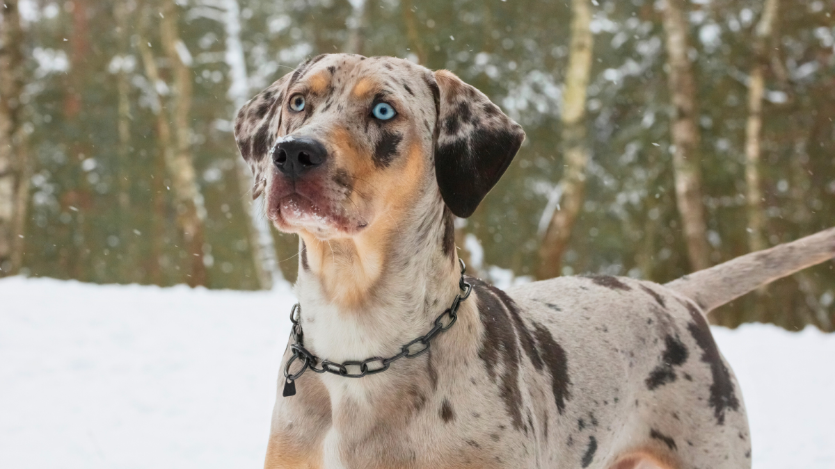 Catahoula weight shops