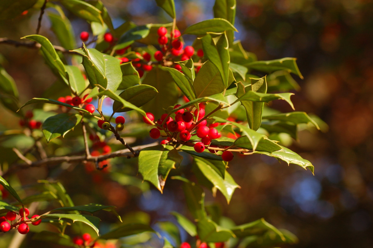 Plants for color in a winter garden. American Holly, Ilex Opaca