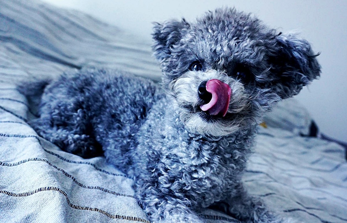 Why Is My Dog Constantly Licking His Front Legs? PetHelpful