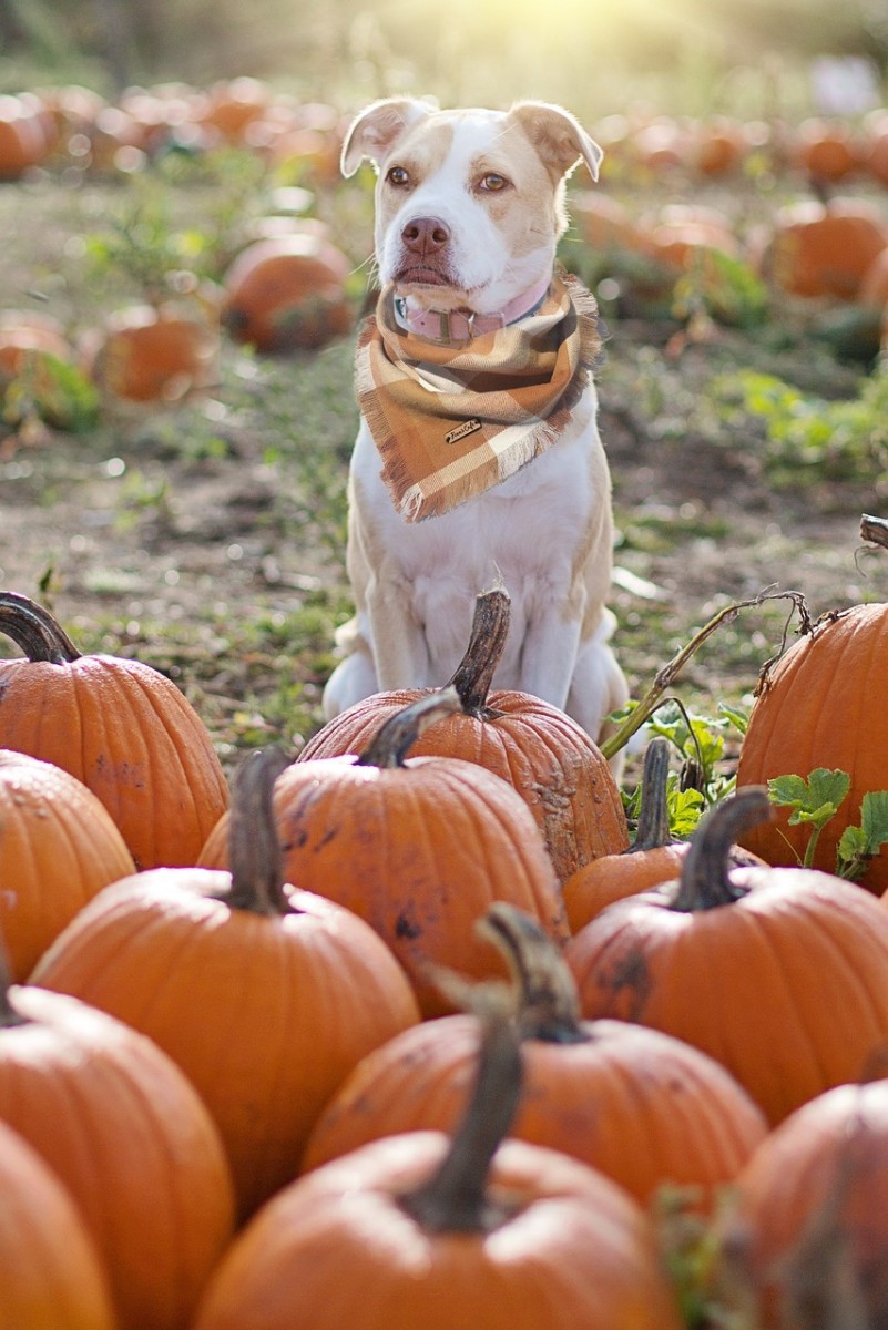 Pumpkin and dog poop best sale