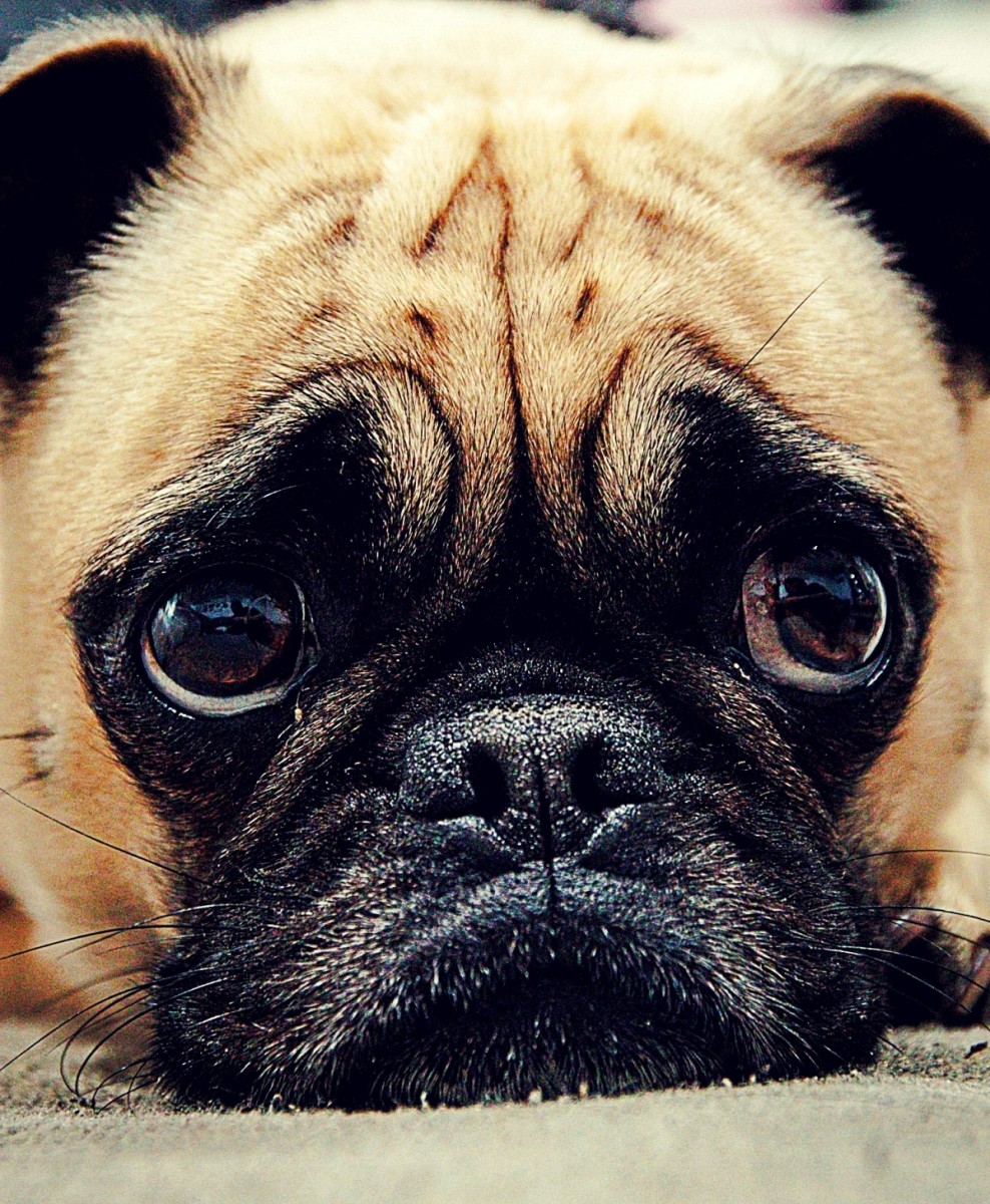 Why Does My Dog Keep Licking The Floor