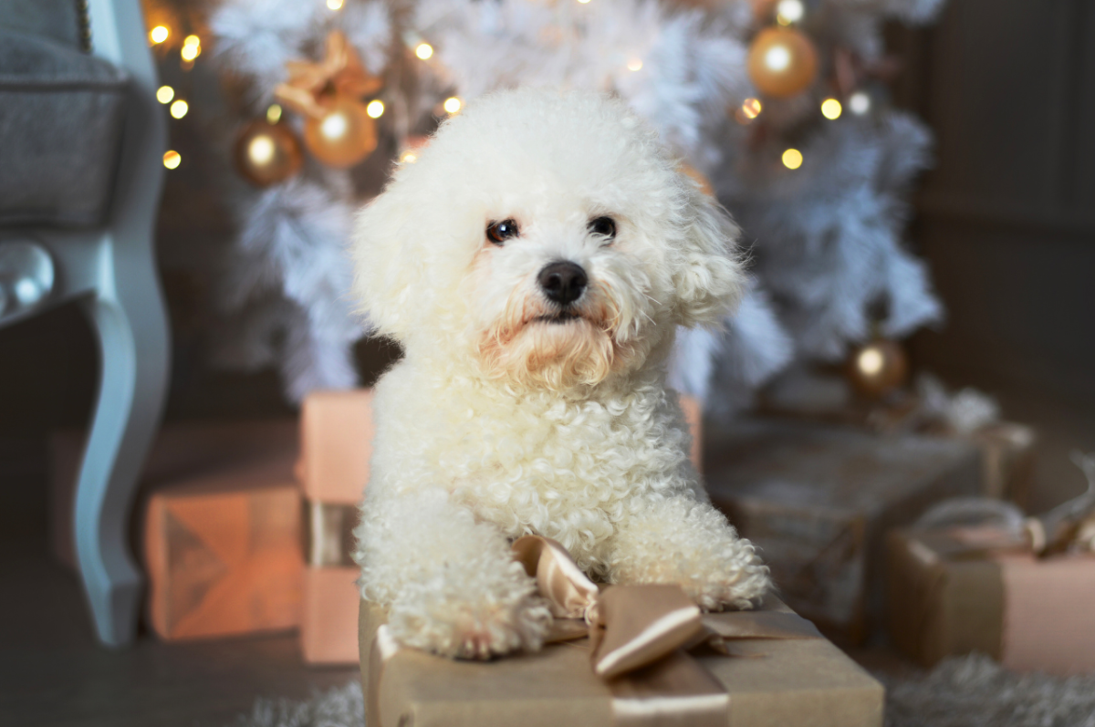 The 7 Best Miniature Dog Breeds: Toys and Teacups - PetHelpful
