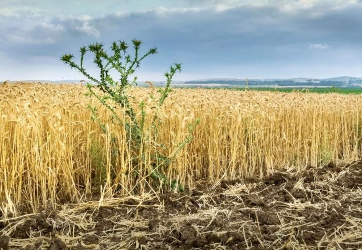 Of Wheat and Weeds, Forgiveness and Mercy