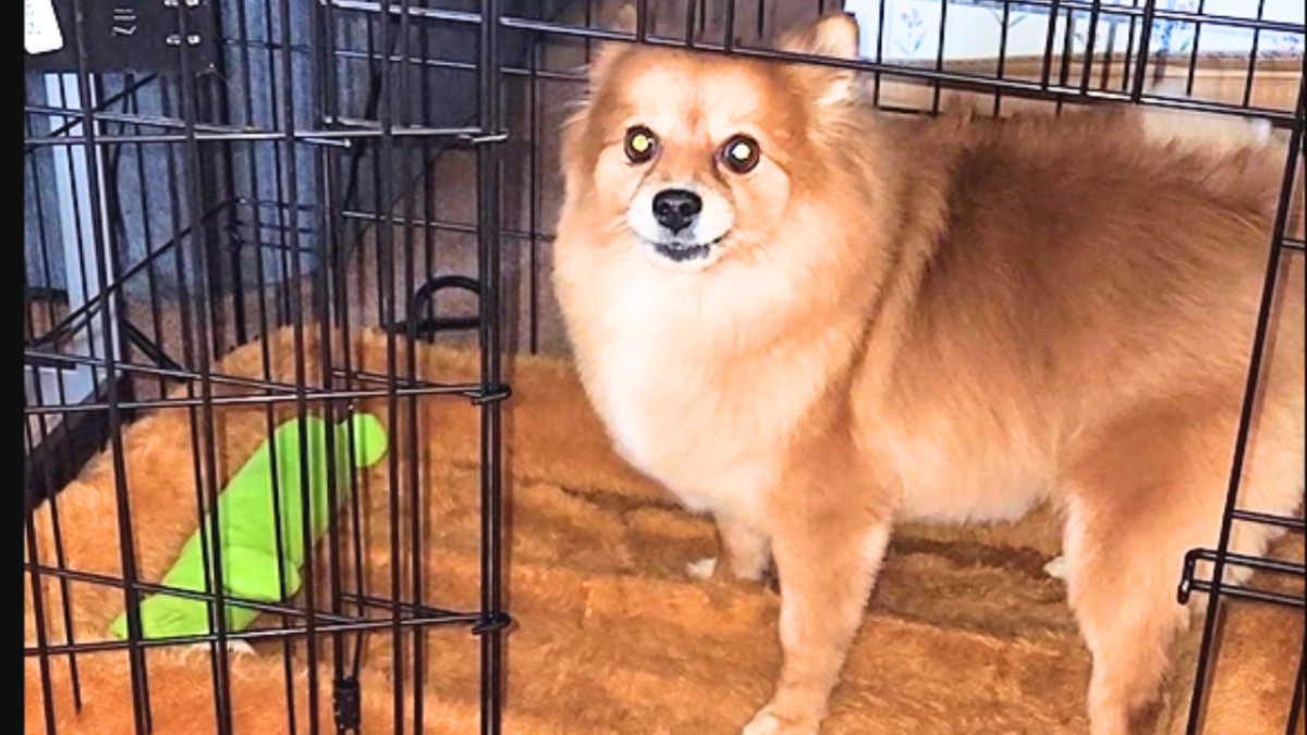 How to Potty Train a Pomeranian Tips for Success HubPages