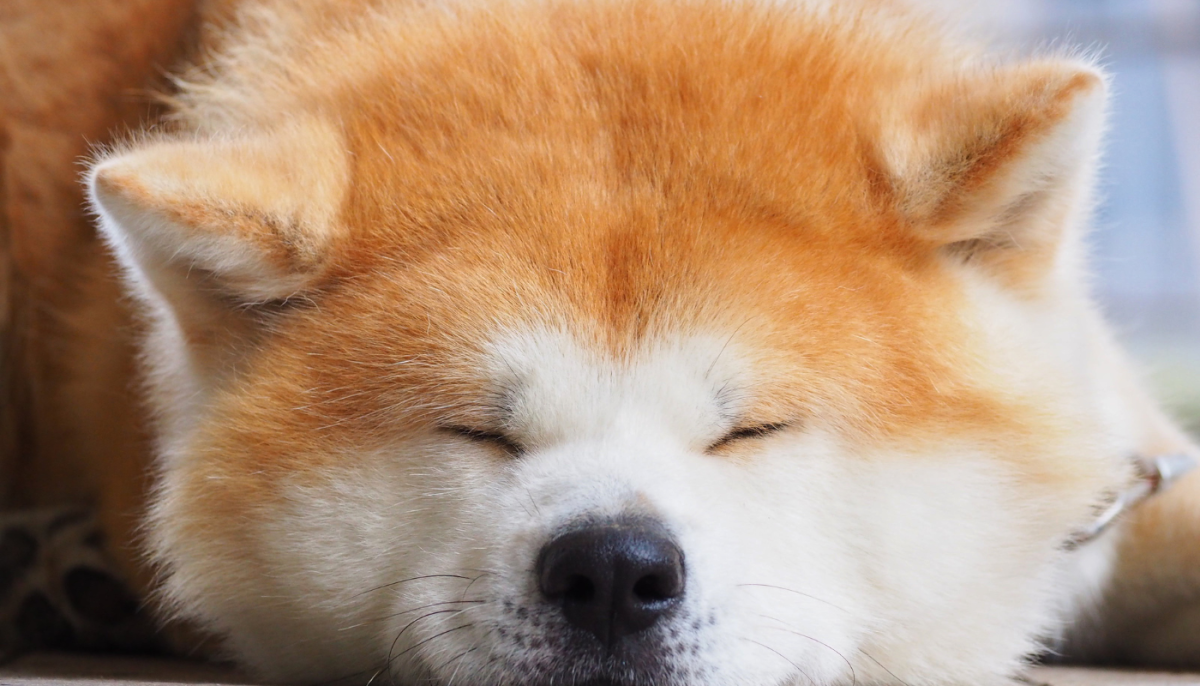 150+ Unique and Meaningful Japanese Dog Names for Your Pup