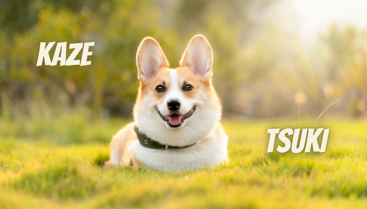 150+ Unique and Meaningful Japanese Dog Names for Your Pup HubPages