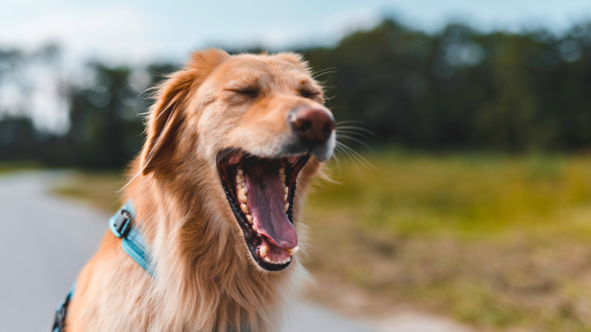 6 Reasons Why Dogs Yawn (And When to Worry) PetHelpful