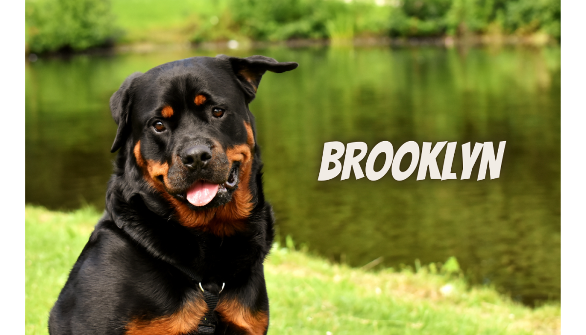 90 Unique NYC Inspired Dog Name Ideas