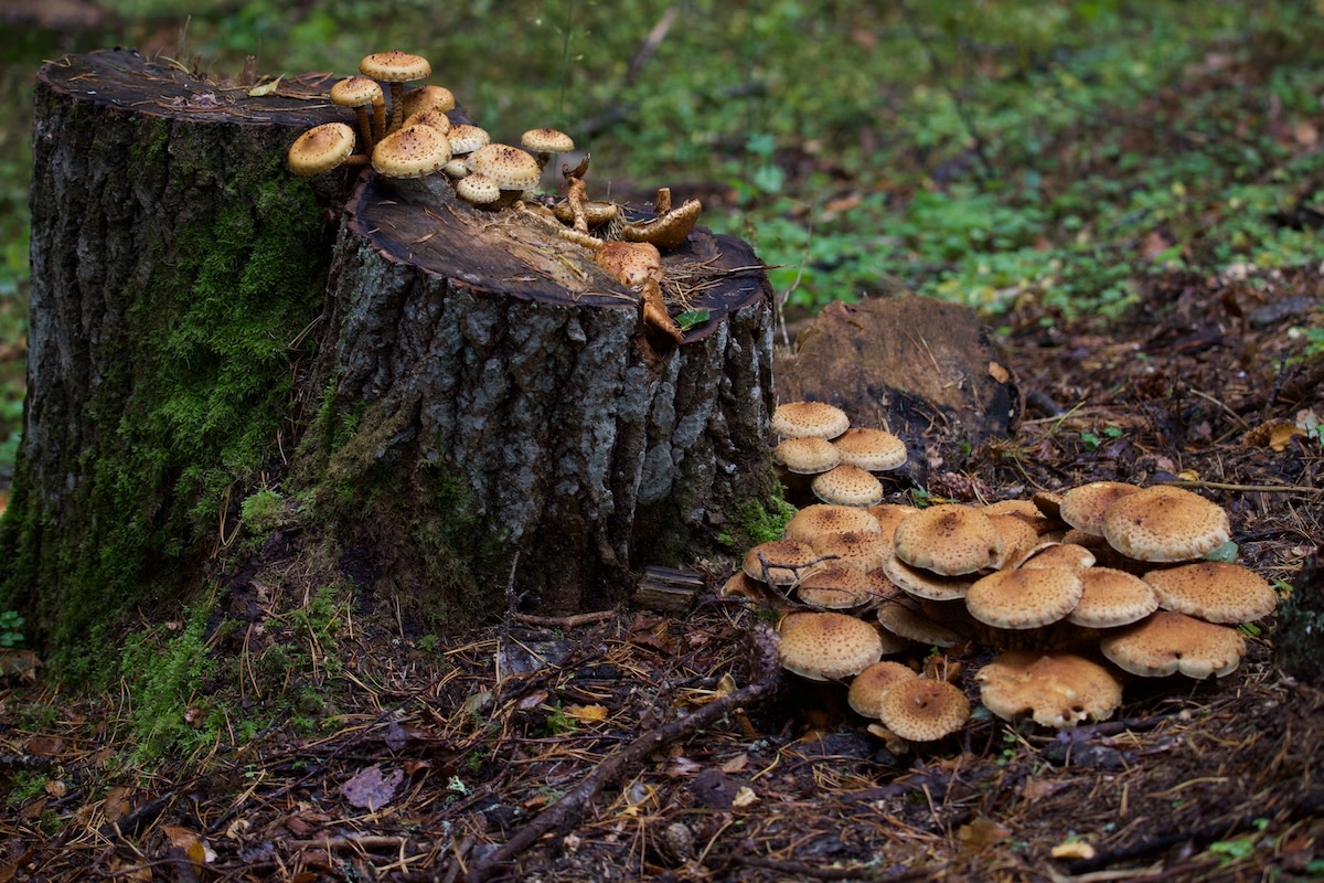 Hiker Concludes ‘Misplaced’ Mushrooms Must be an Obvious Fae Trap ...