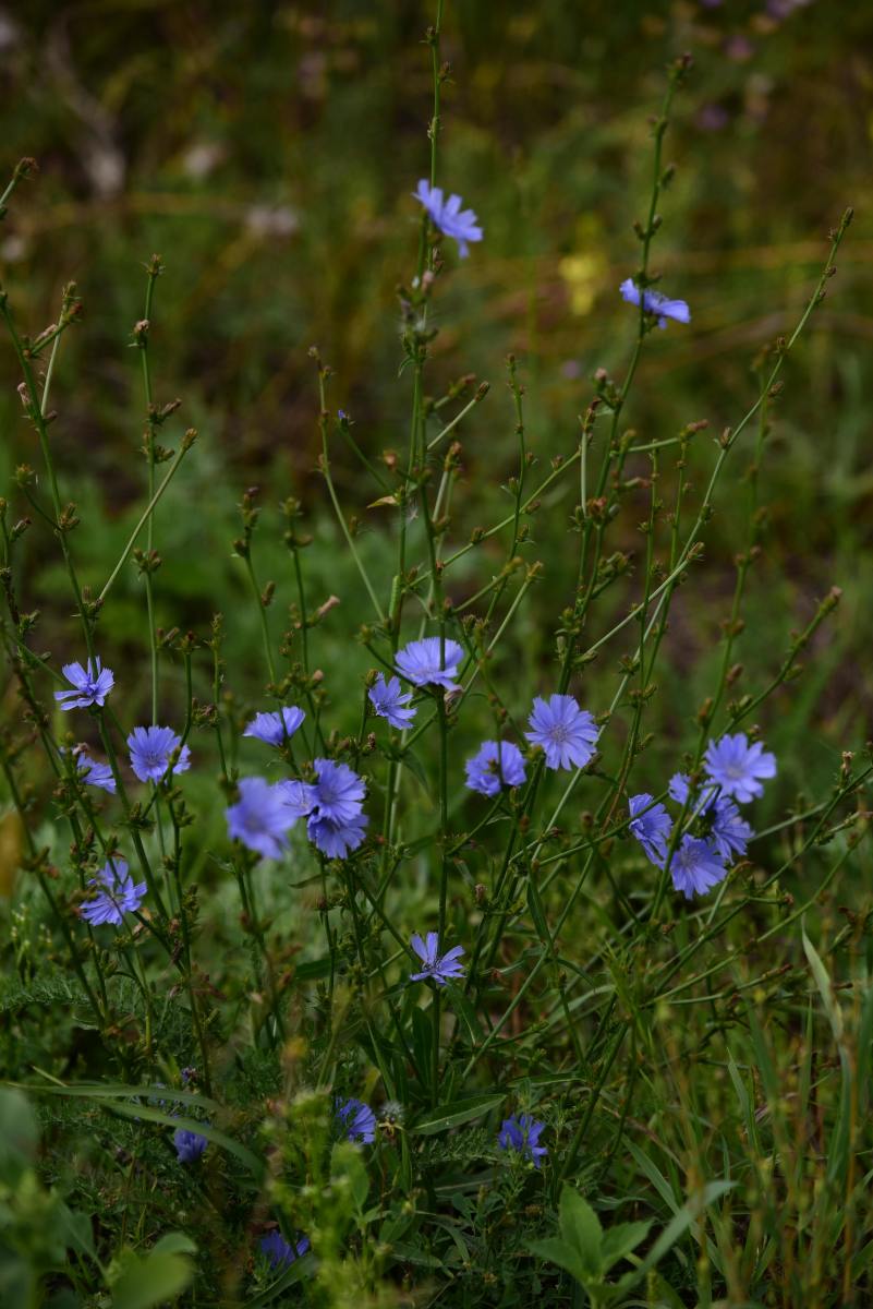 Unlock Nature's Pain Relief Secret – Why You Should Grow Chicory in Your Backyard!