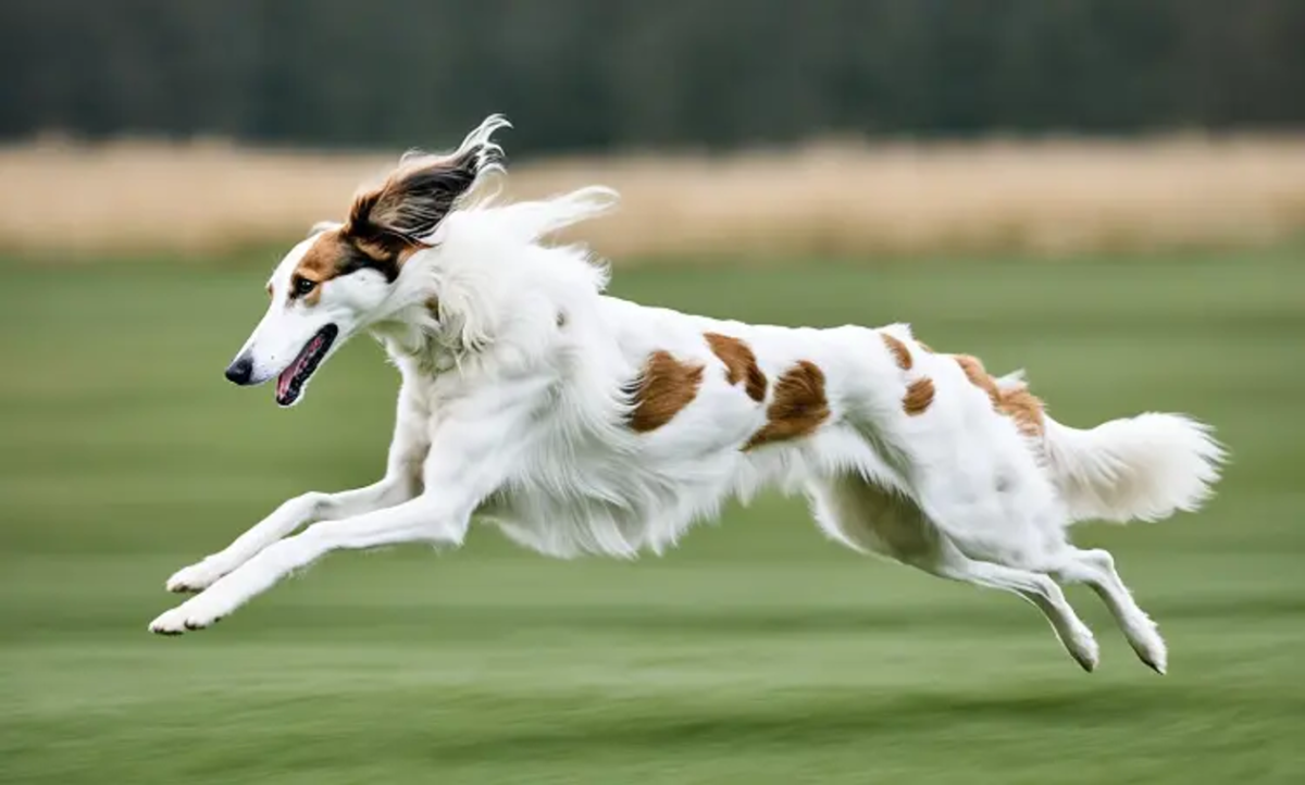 15 Fastest Dog Breeds In The World - HubPages