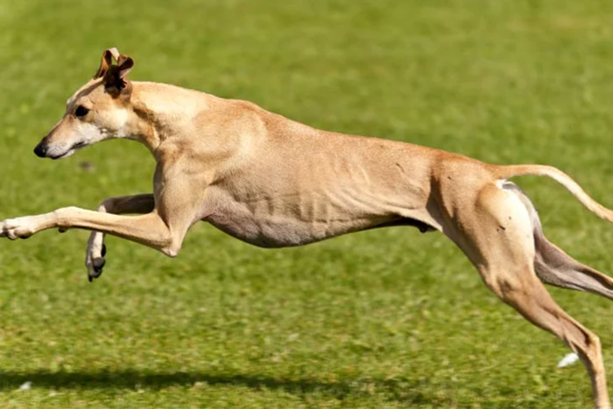 15 Fastest Dog Breeds In The World HubPages
