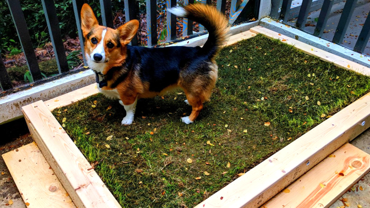 Dog pee on apartment balcony hotsell