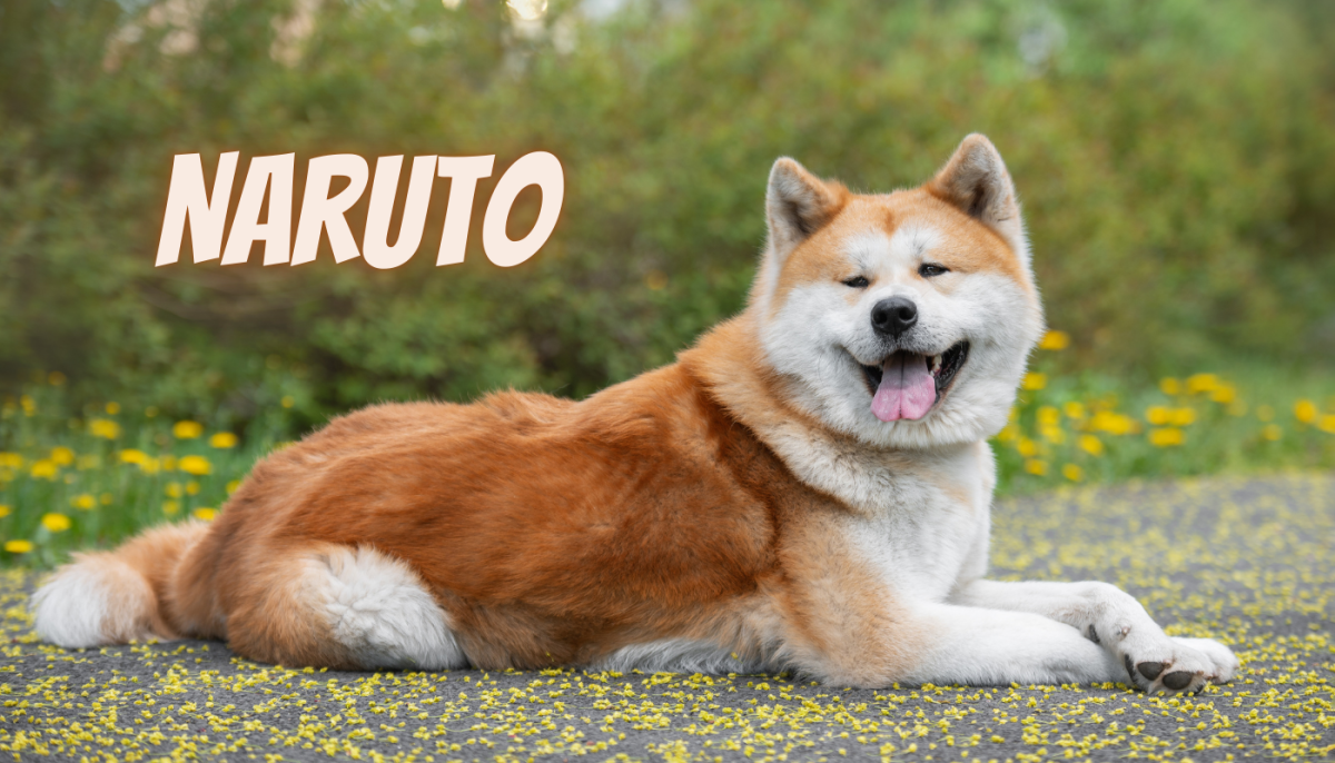 60 Japanese Anime and Manga Character Dog Name Ideas