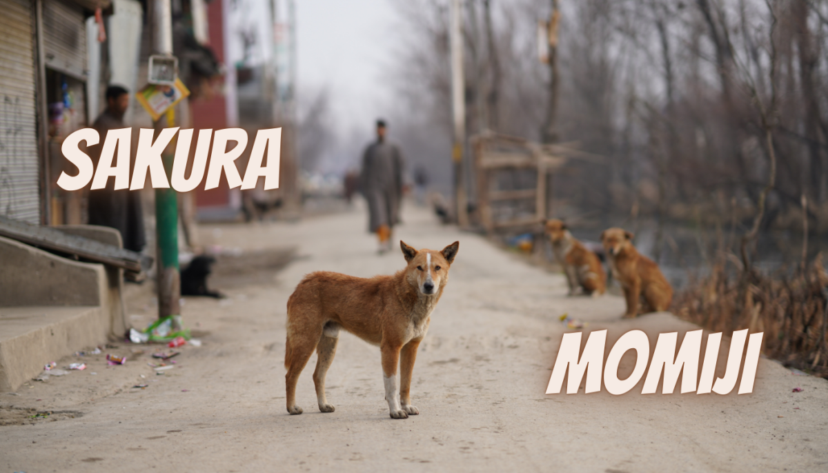 60 Japanese Nature Inspired Name Ideas for Dogs