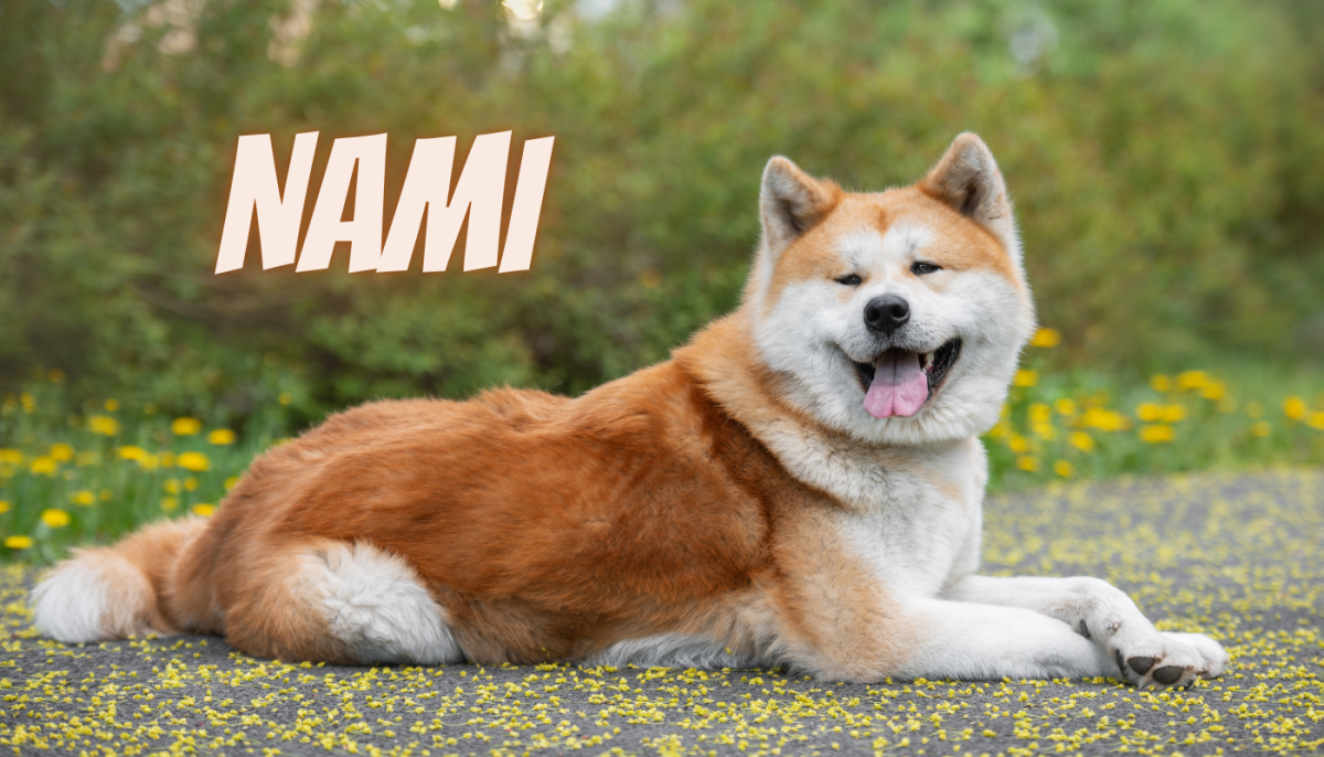 60 Japanese Nature Inspired Name Ideas for Dogs HubPages