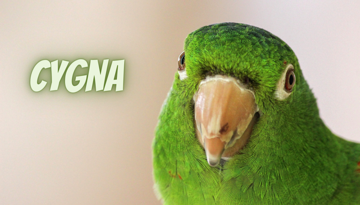 60 Bird Name Ideas Inspired by Mythological Creatures HubPages