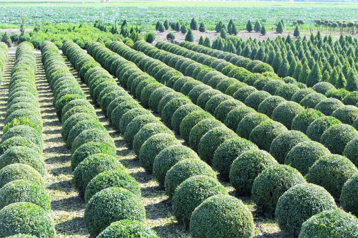 Facts About Boxwood Plants-A Versatile Garden Shrub for Landscaping