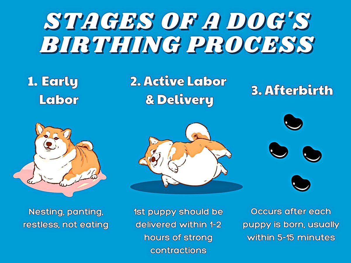 Can A Dog Go Into Labor Early