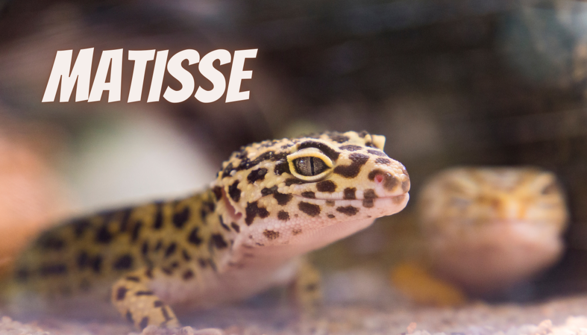 40 Reptile Name Ideas Inspired by Famous Artists and Their Works