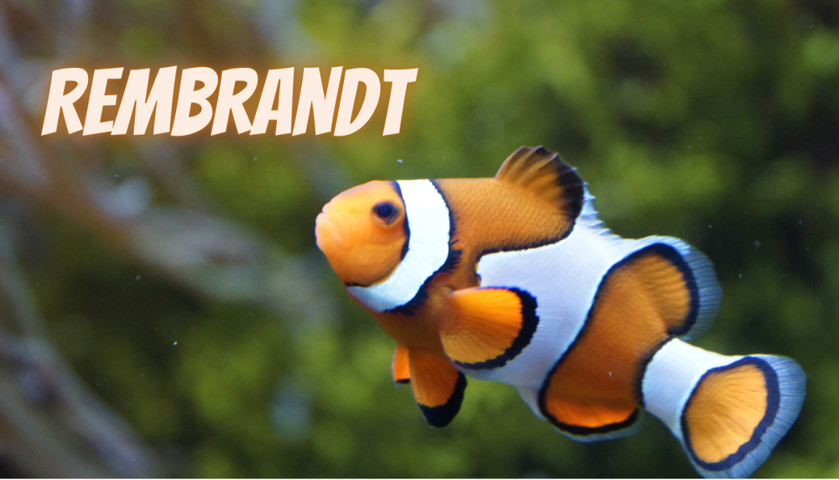 40 Fish Name Ideas Inspired by Famous Artists and Their Works