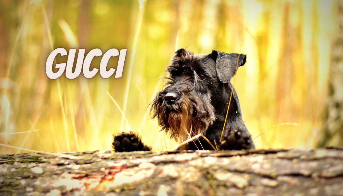 200 Pop CultureInspired Dog Name Ideas HubPages