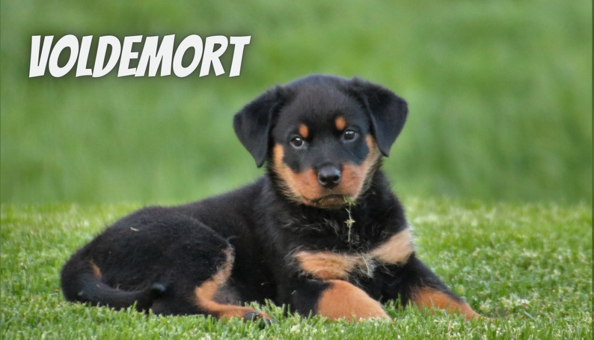 200 Pop CultureInspired Dog Name Ideas HubPages