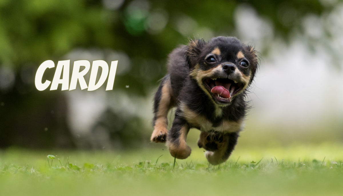 200 Pop CultureInspired Dog Name Ideas HubPages