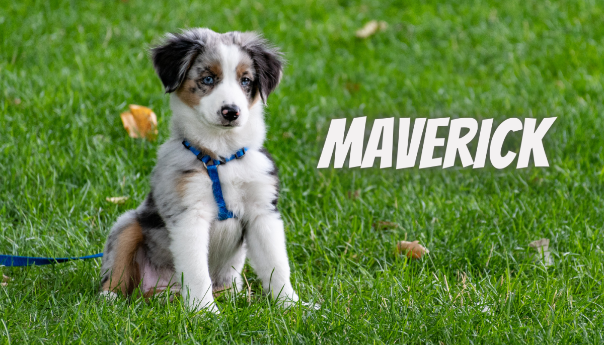 200 Pop Culture Inspired Dog Name Ideas