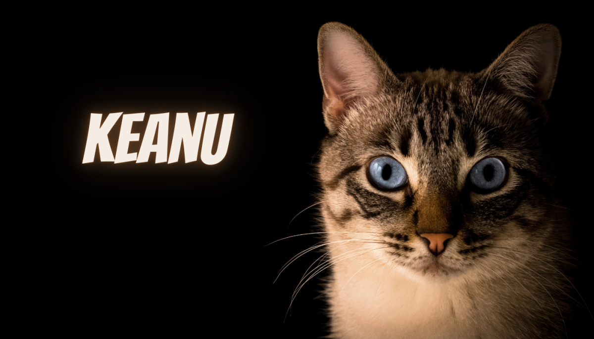 200 Pop Culture Inspired Cat Name Ideas HubPages