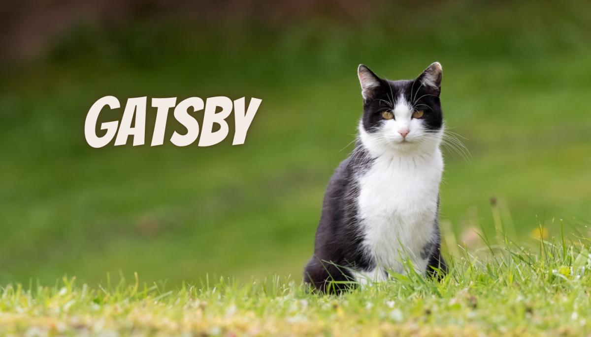 200 Pop Culture Inspired Cat Name Ideas HubPages
