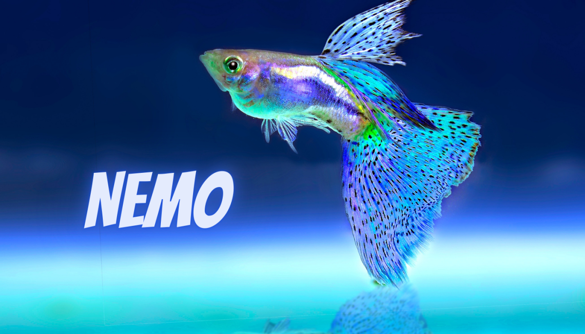 201 Pop Culture Inspired Fish Name Ideas