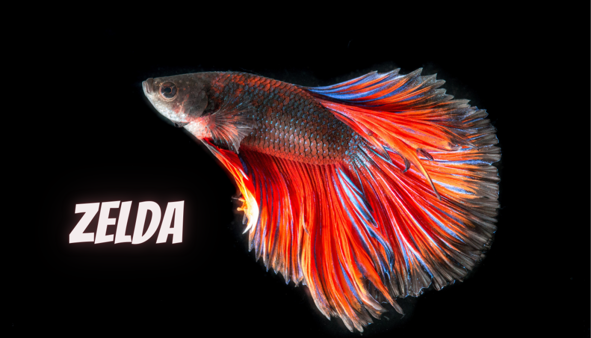 201 Pop Culture Inspired Fish Name Ideas HubPages