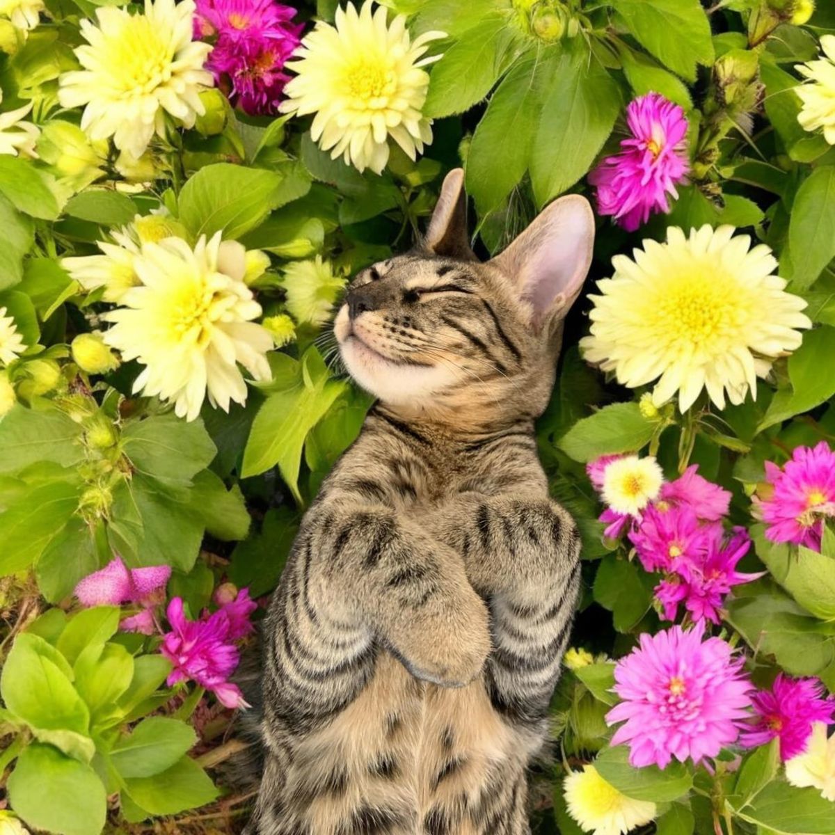 A Guide to Toxic and Non-Toxic Plants for Your Cat