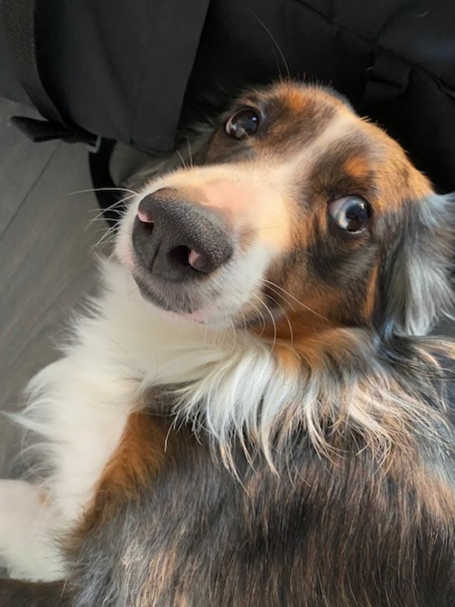 Canine Intelligence Bilingual Language Acquisition in Dogs HubPages