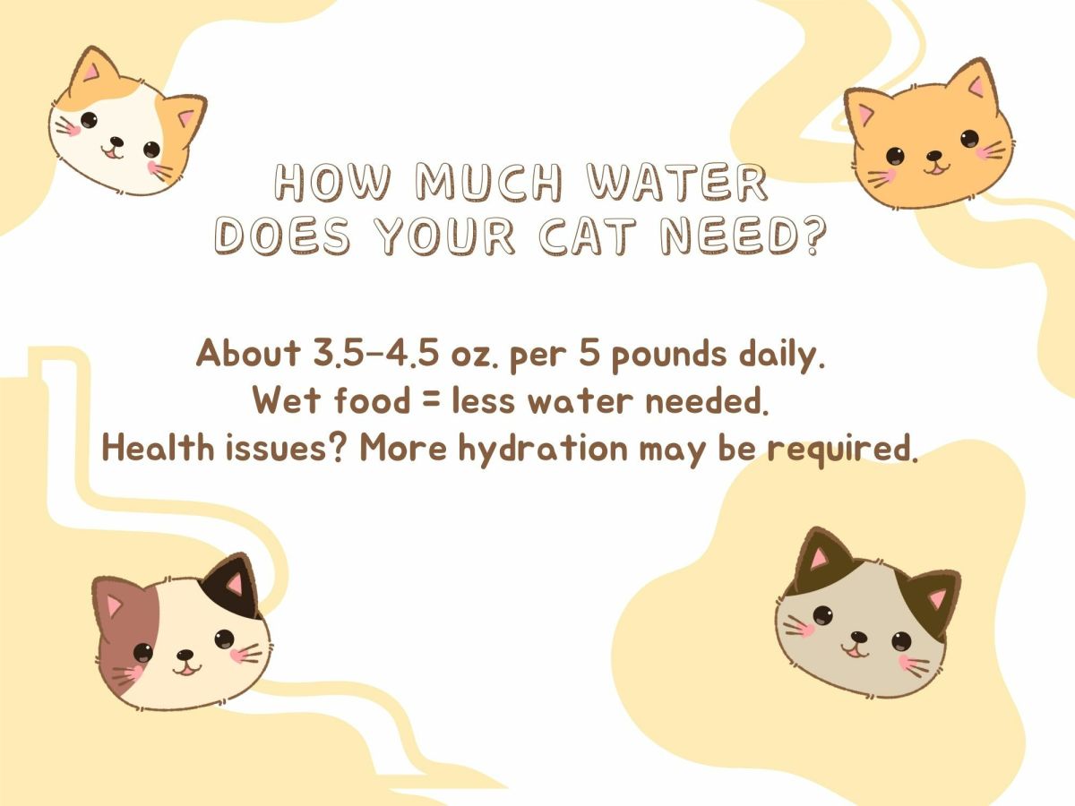 Why Your Cat Won't Drink Water and Tips to Hydrate Them - HubPages