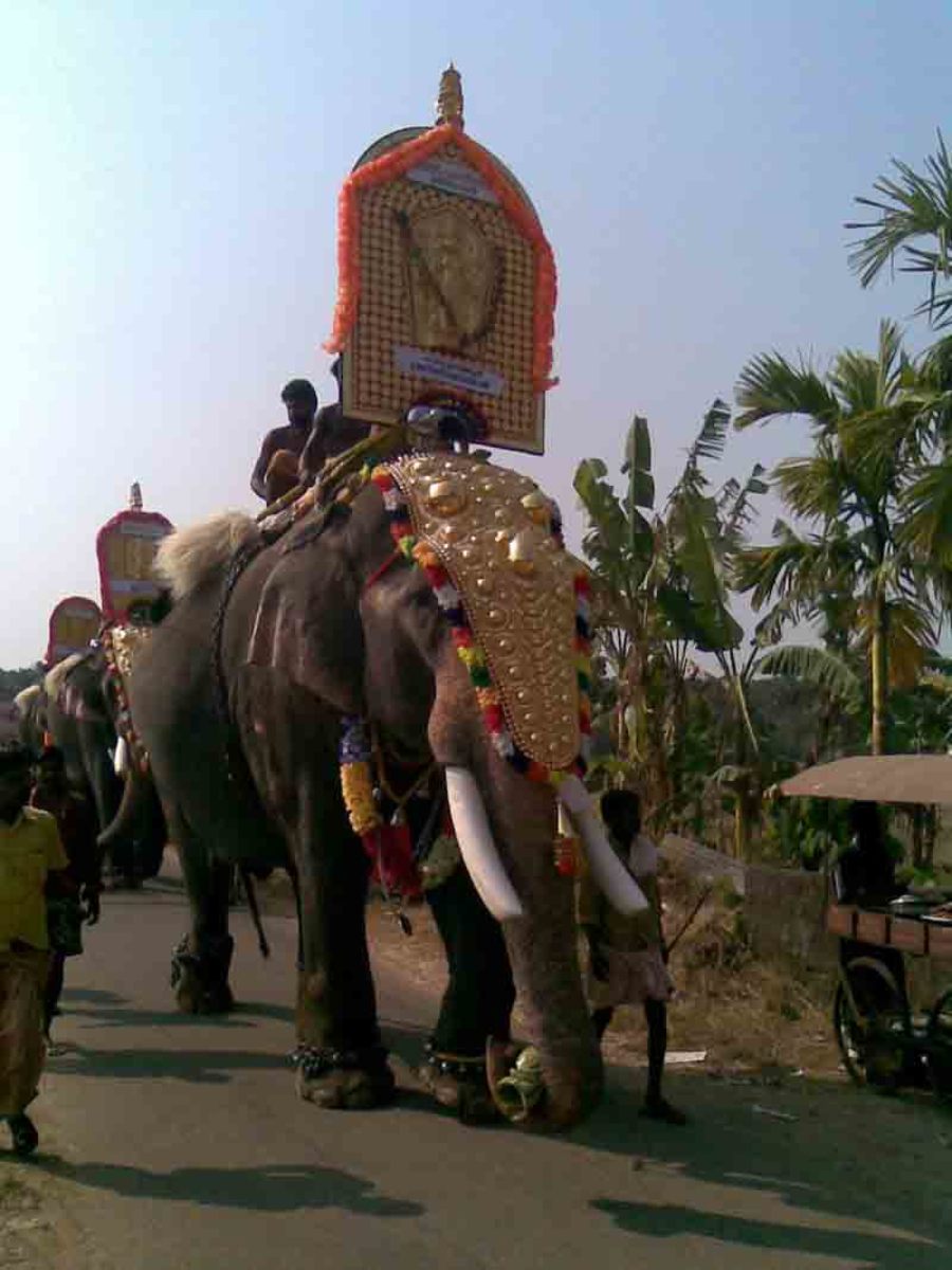 Kerala's Elegant Elephant Enclaves