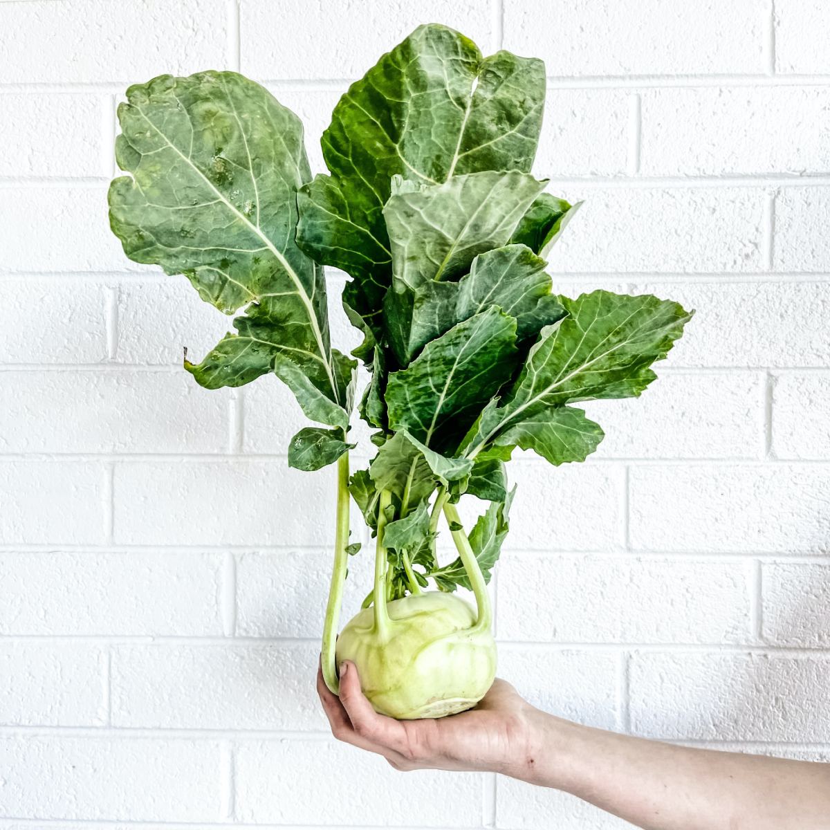 How to Naturally Stop Bugs From Eating My Kohlrabi Leaves? Dengarden