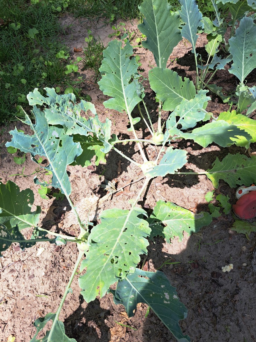How to Naturally Stop Bugs From Eating My Kohlrabi Leaves?