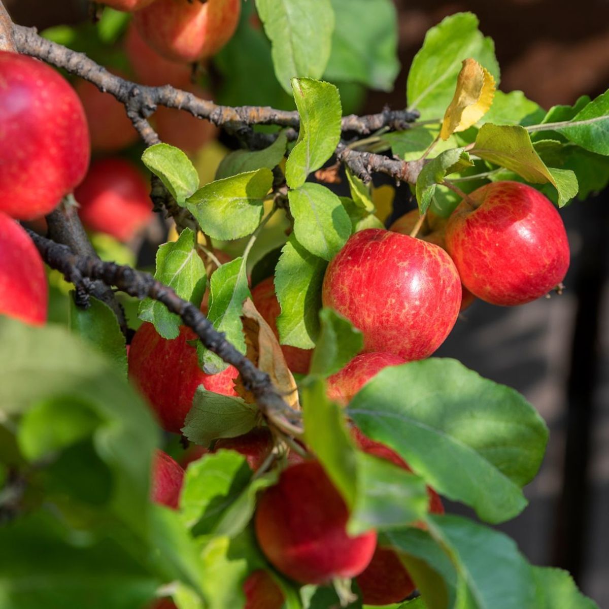 The Best Trees to Plant in Your Yard - Dengarden