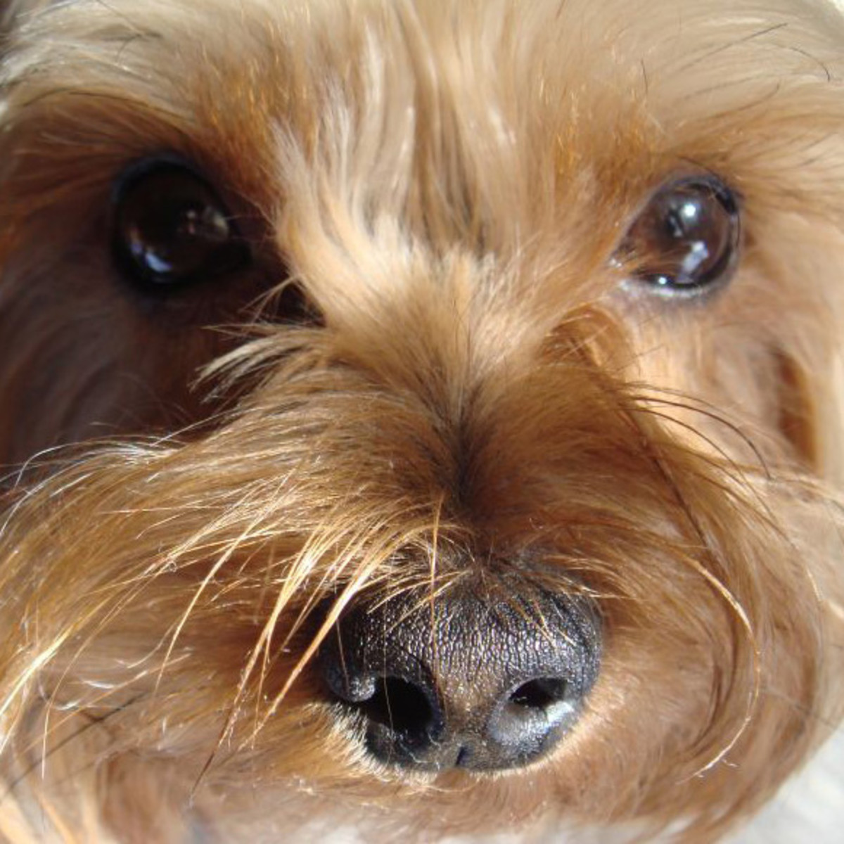 Yorkshire Terriers are mighty mites!
