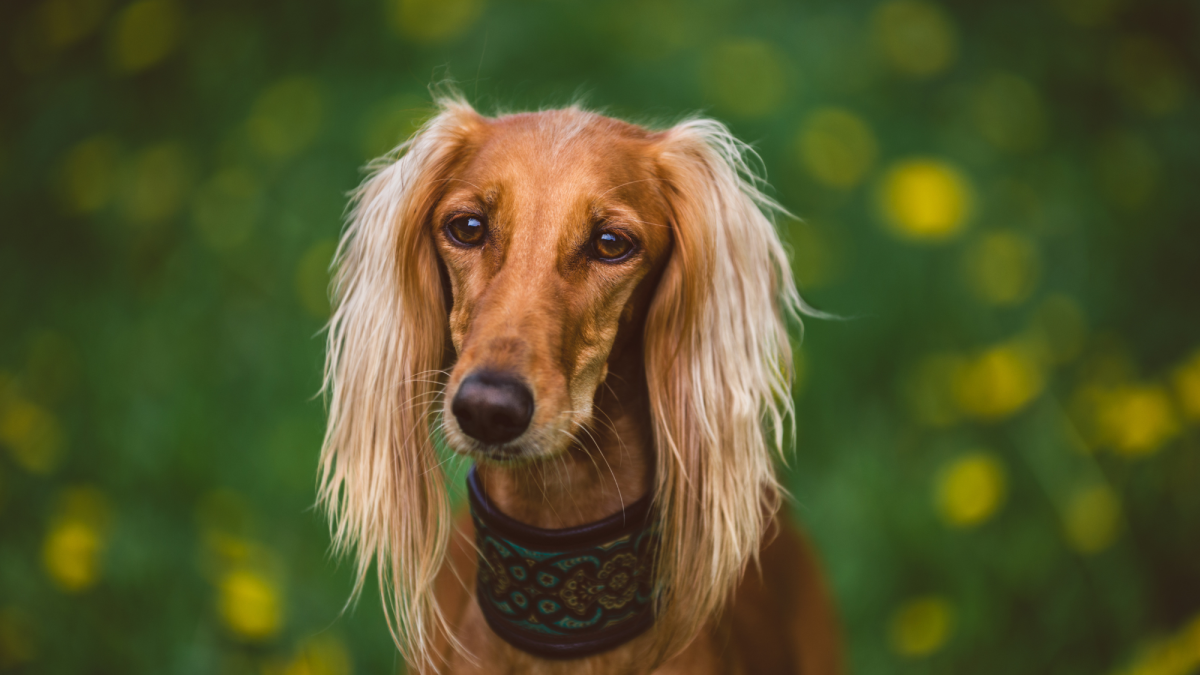 do saluki dogs get along with other dogs