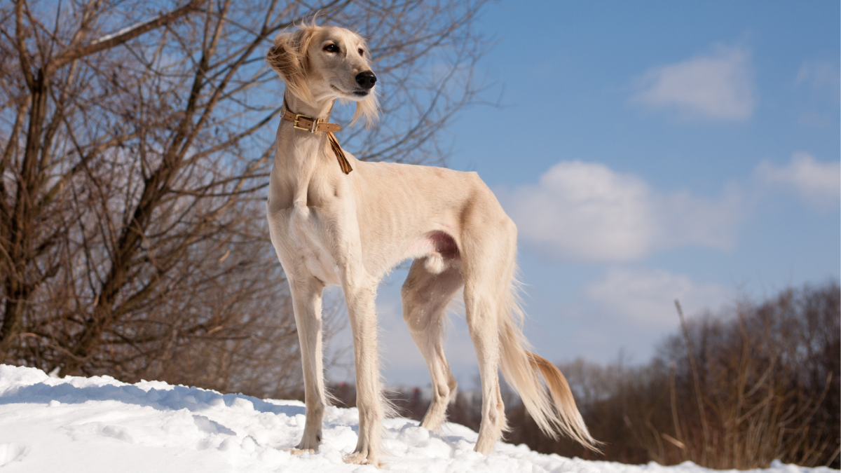 are saluki good with kids